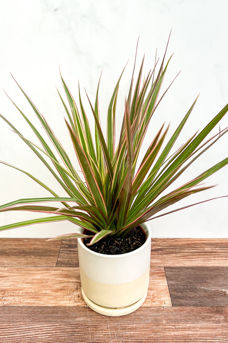 Dracaena, Marginata Colorama 6"