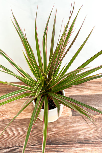 Dracaena, Marginata Colorama 6
