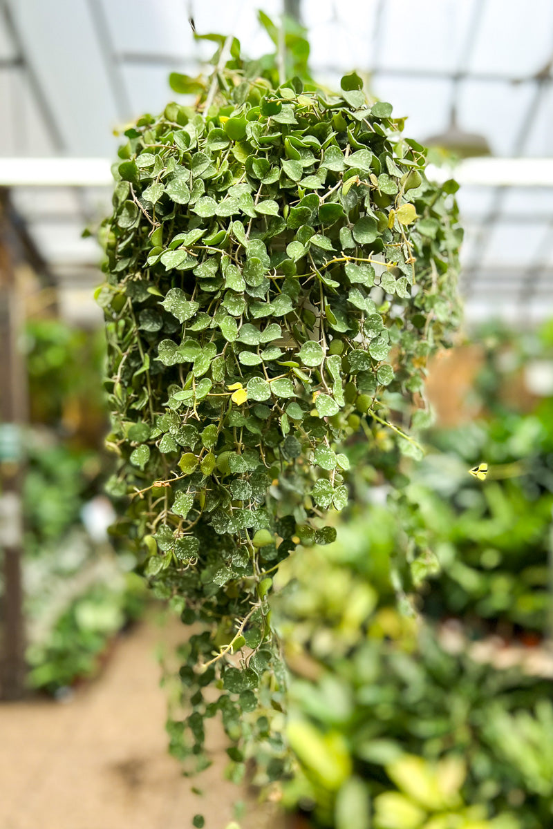 Hoya, Miniature Hearts  8" Hanging Basket