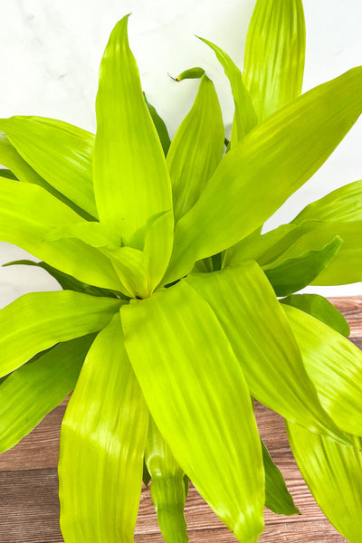 Dracaena, Limelight 10
