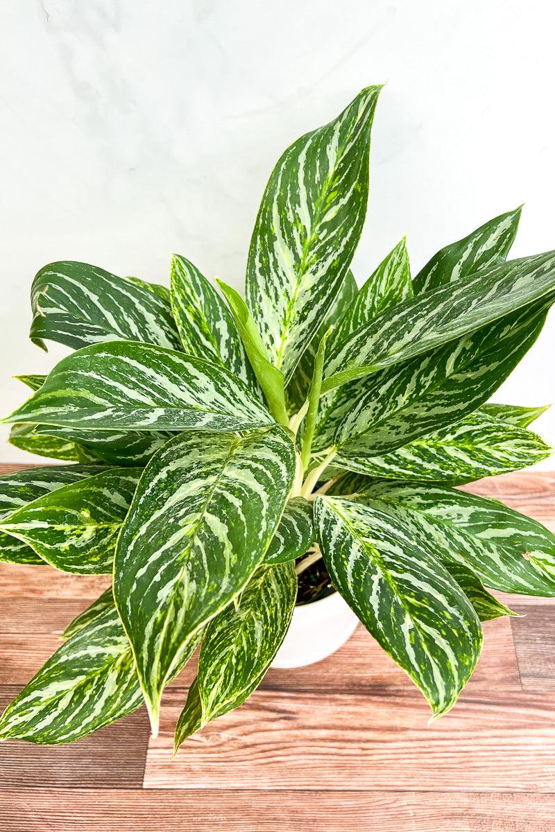 Chinese Evergreen, Golden Madonna 6"