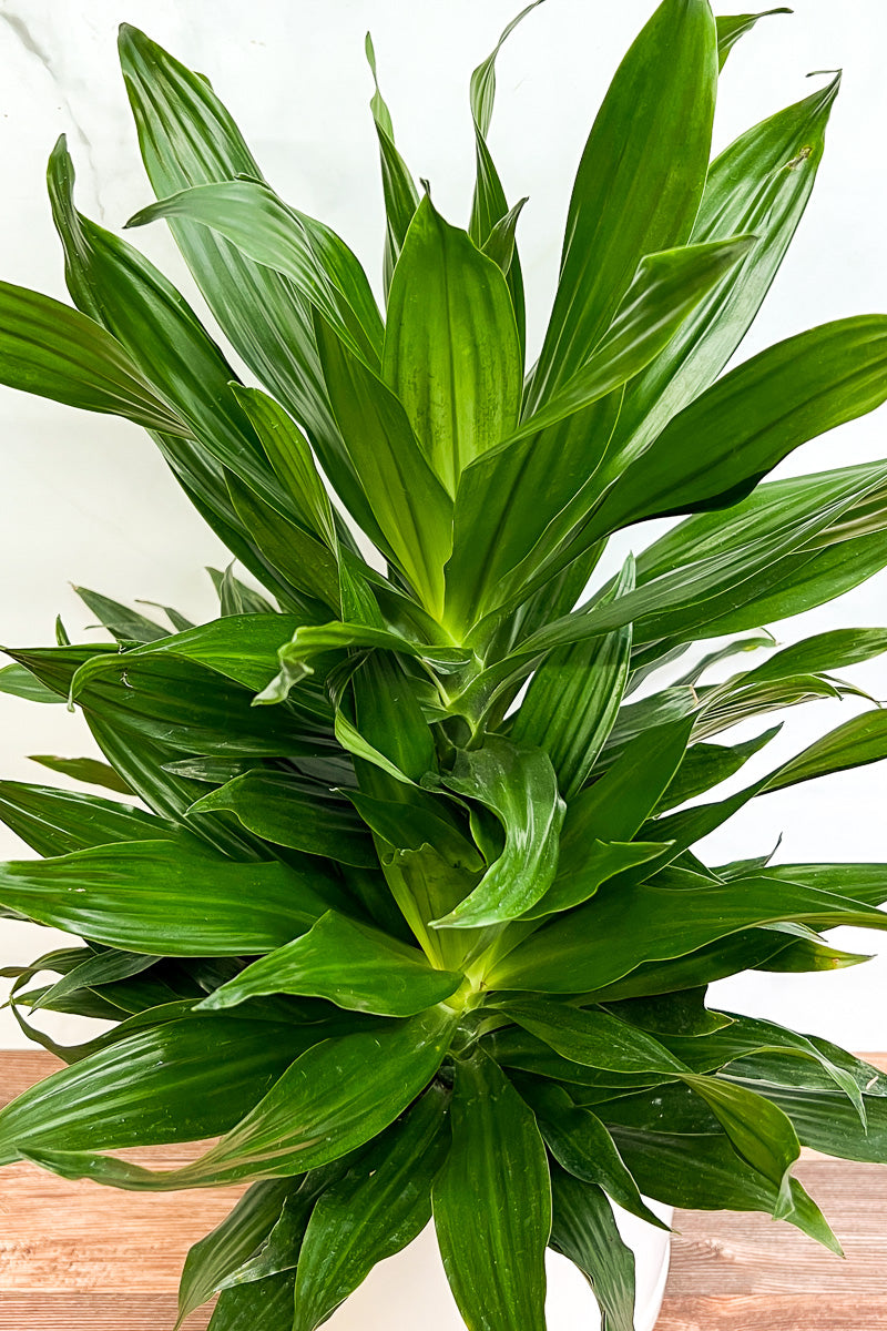 Dracaena, Dragon Green Jewel 10"