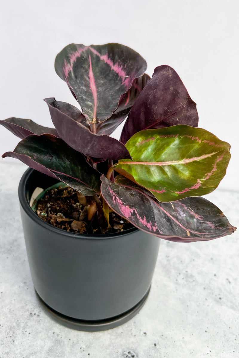 Calathea, Roseopicta 6"