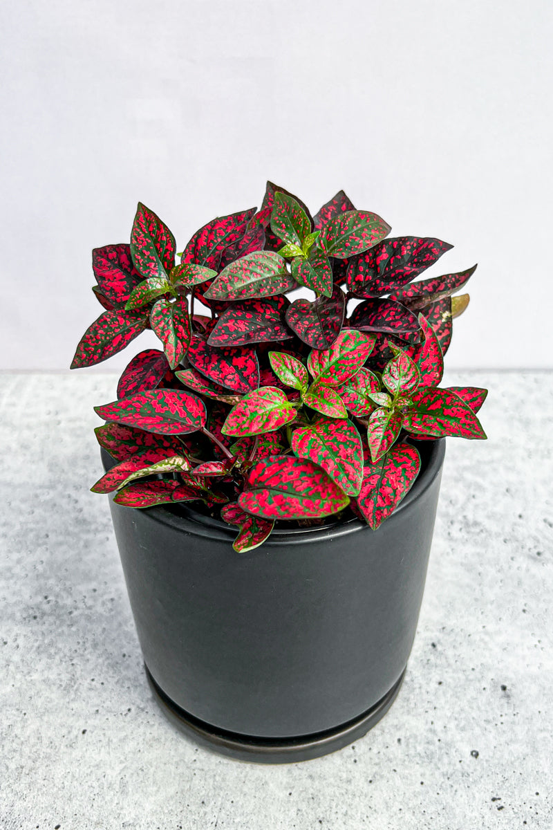 Hypoestes, Polka-Dot Red 4"