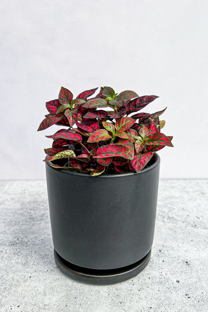 Hypoestes, Polka-Dot Red 4"