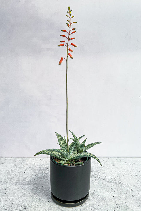 Aloe, White Blush 4"