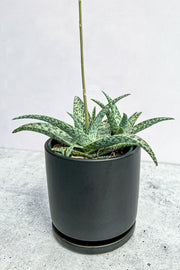 Aloe, White Blush 4"