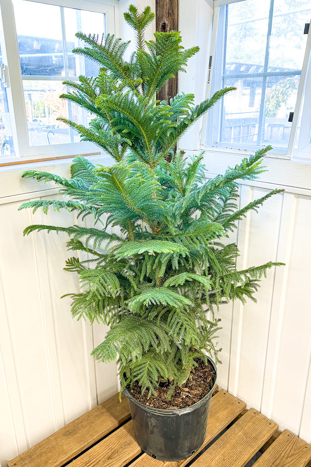 Norfolk Island Pine 14"