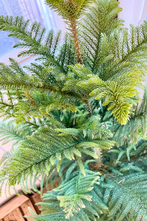 Norfolk Island Pine 14"