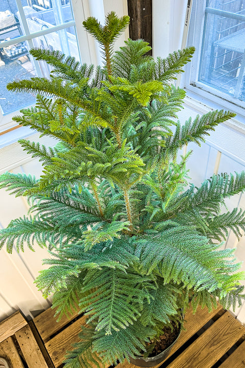 Norfolk Island Pine 14"