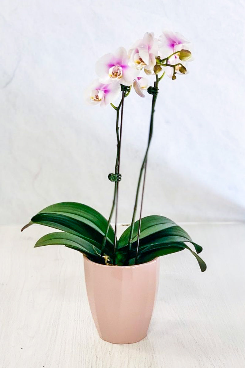 POT ORCHID ROSE ELEGANCE 5"