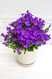 Campanula Bellflower, Purple 4"