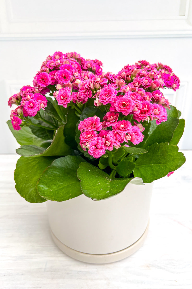 Kalanchoe, Calandiva Pink 6"