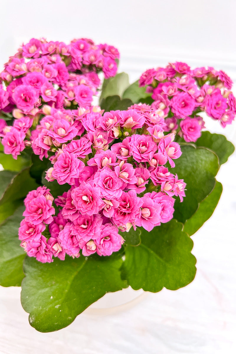 Kalanchoe, Calandiva Pink 6"