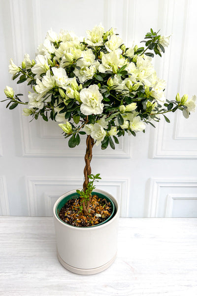 Azalea, Florist's White 8" Tree