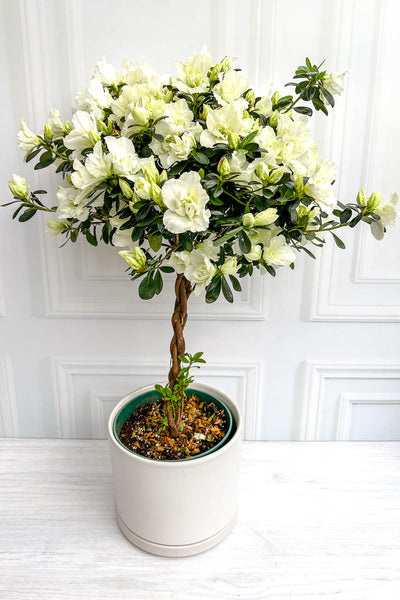 care of azalea plants indoors Azalea, Florist's White 8" Tree