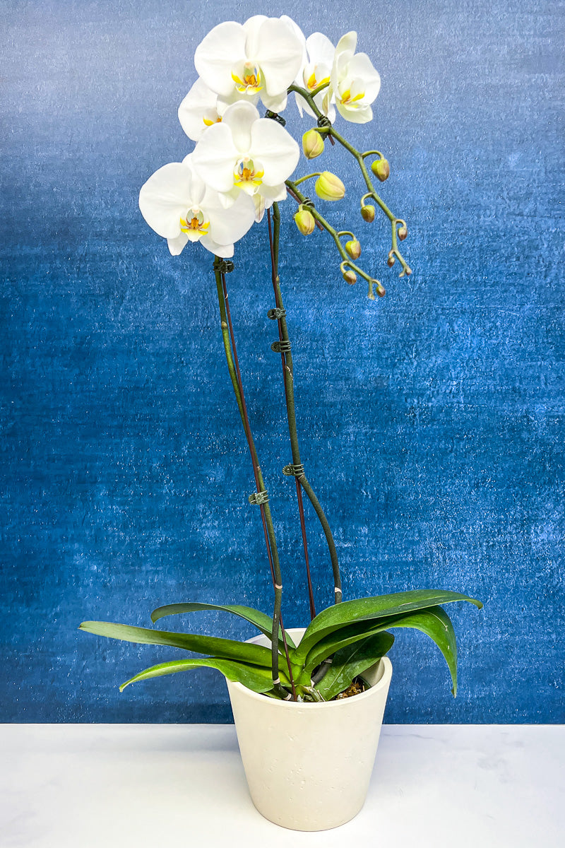 Orchid, Phalaenopsis 2Sp White 6"