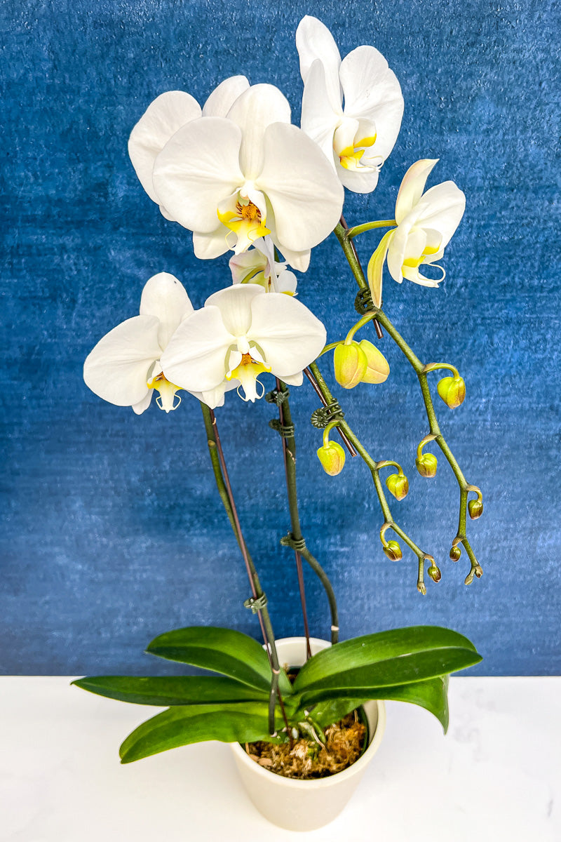 Orchid, Phalaenopsis 2Sp White 6"