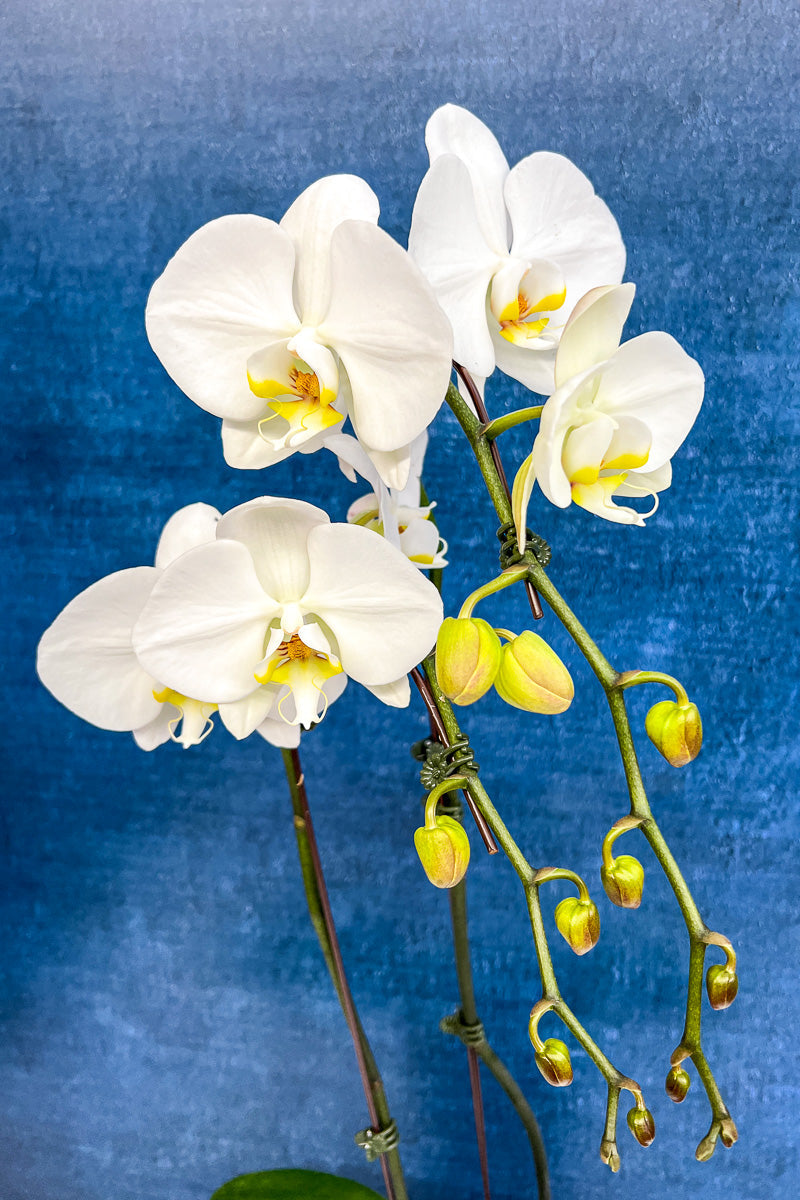 Orchid, Phalaenopsis 2Sp White 6