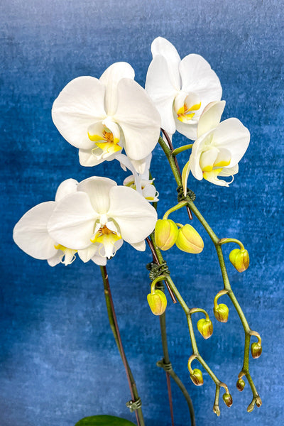 Orchid, Phalaenopsis 2Sp White