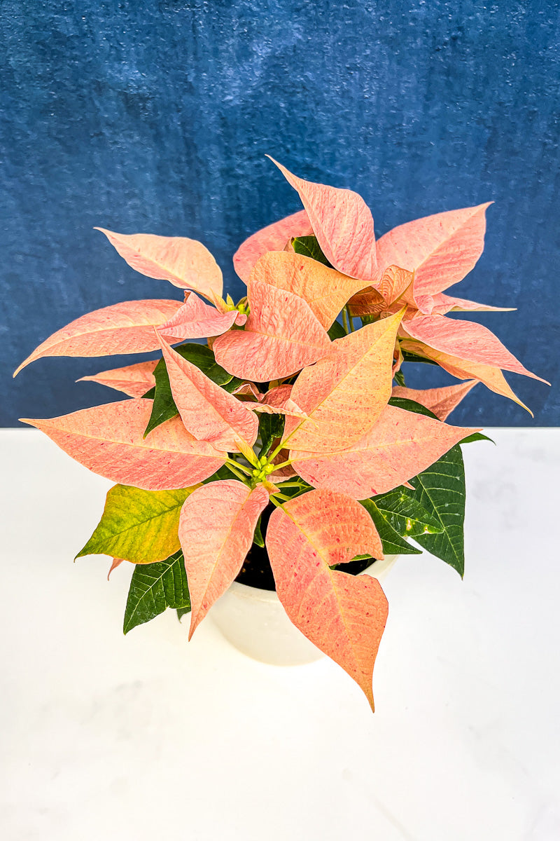 Poinsettia, Picasso 4"