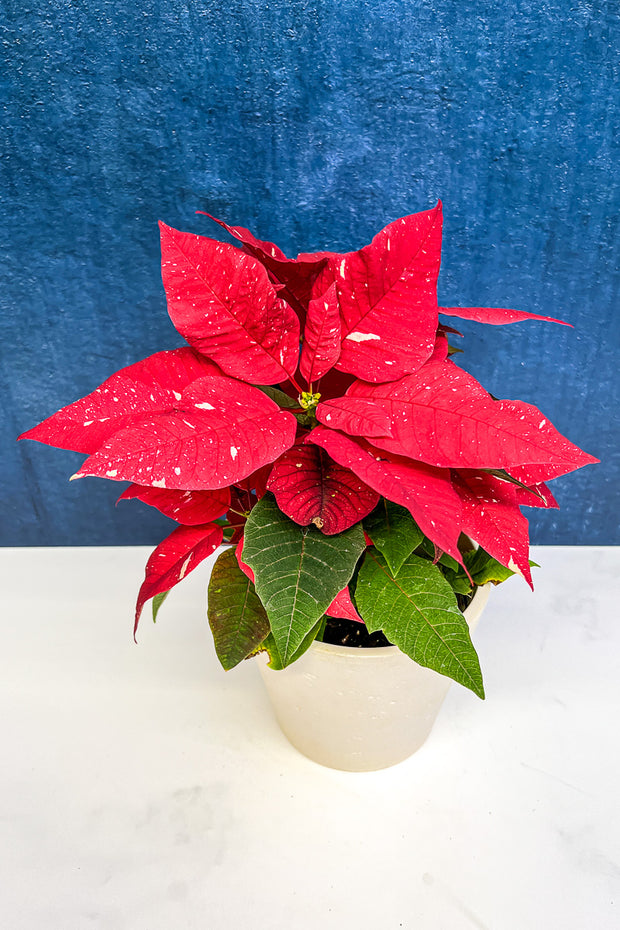 Poinsettia, Red Glitter 8"