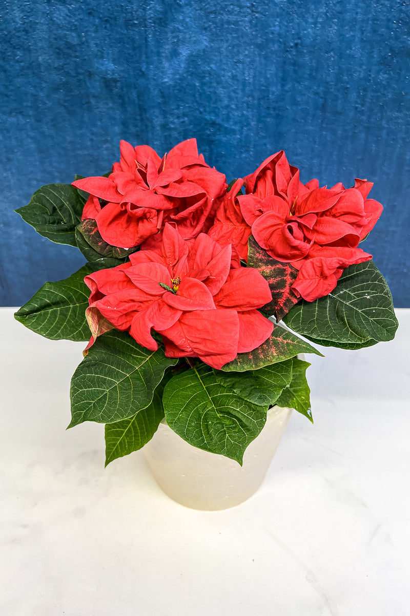 Poinsettia, Winter Rose 6"