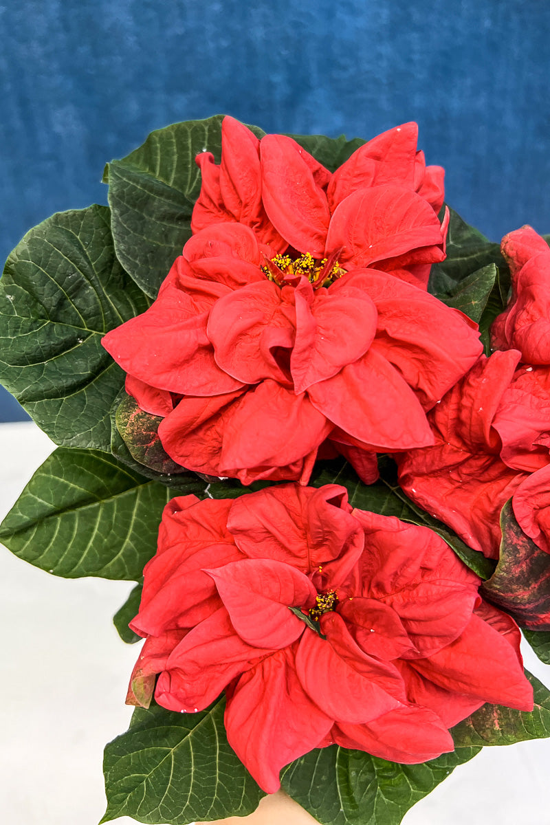 Poinsettia, Christmas Rose 4"