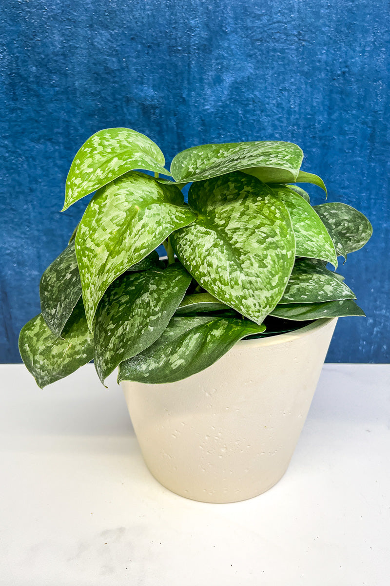 Pothos, Silver Satin 6"