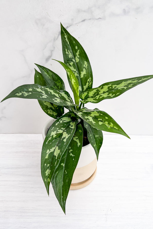 Chinese Evergreen, Tigress 6"