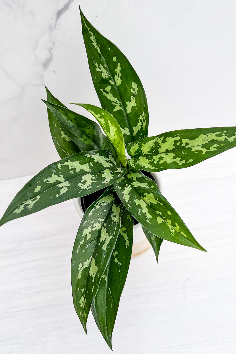 aglaonema tigress plant Chinese Evergreen, Tigress 6" – Chalet