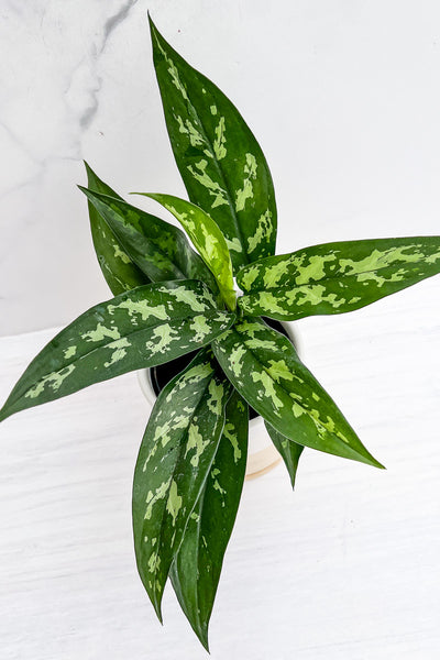 aglaonema 'tigress' Chinese Evergreen, Tigress 6" – Chalet
