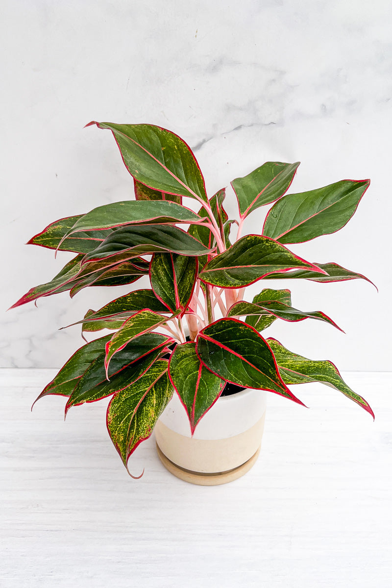 Chinese Evergreen, Siam 6"