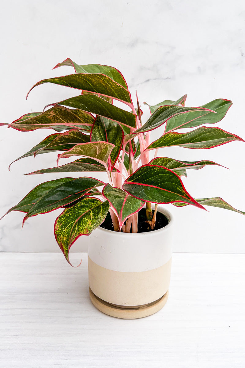 Chinese Evergreen, Siam 6"