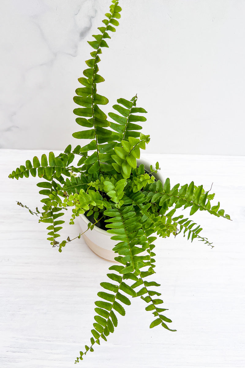 Fern Boston Fern 3.5"