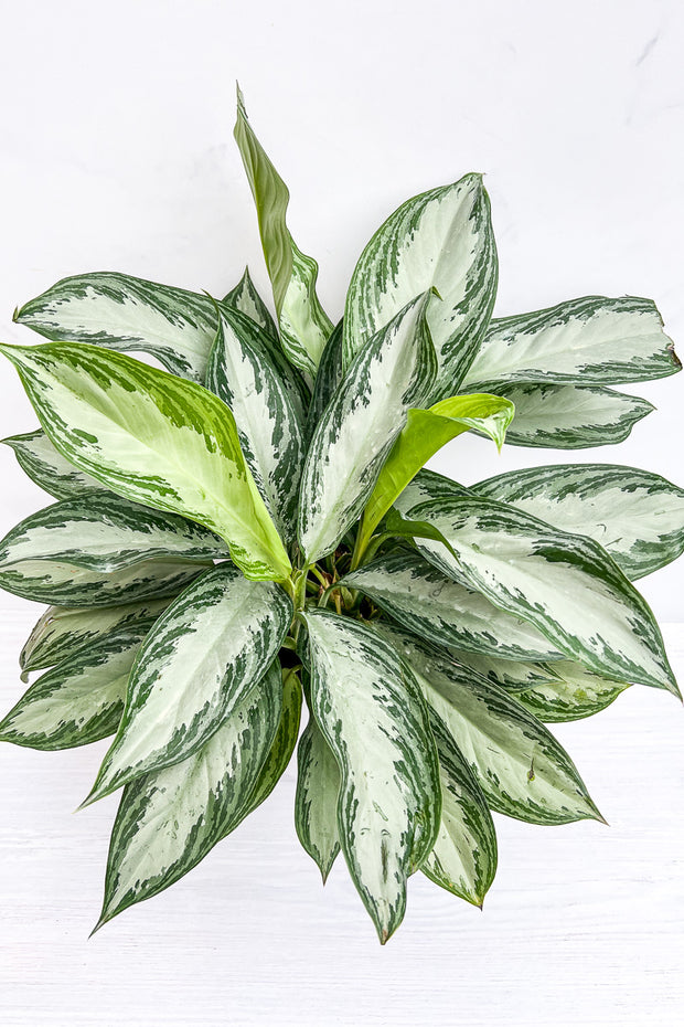 Chinese Evergreen, Silver Bay 12"