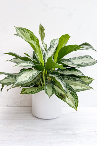 Chinese Evergreen, Silver Bay 8"