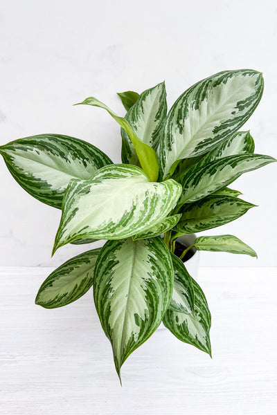 Chinese Evergreen, Silver Bay 6