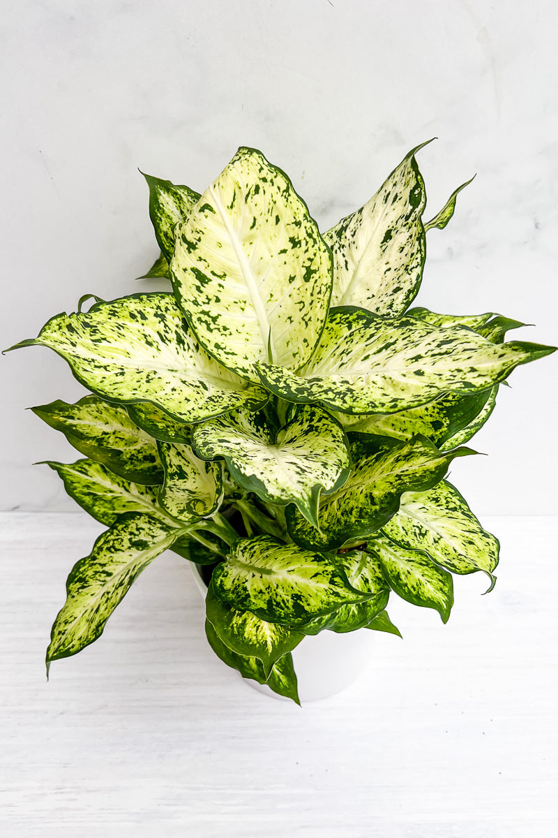 Dieffenbachia, Perfection 6"