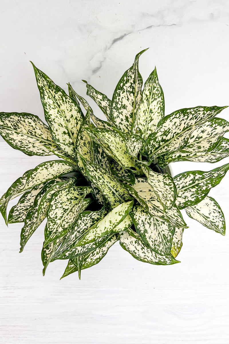 Chinese Evergreen, Osaka 6"