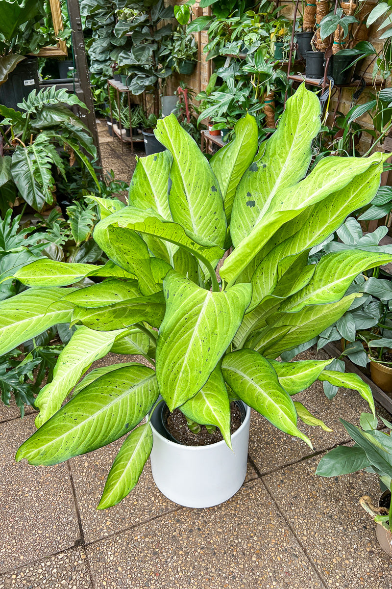 Dieffenbachia, Camouflage 8"