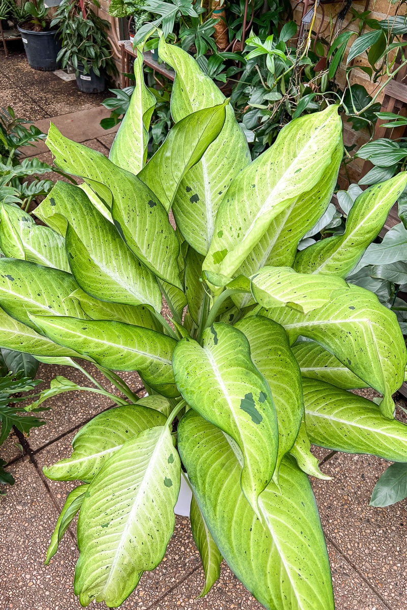 Dieffenbachia, Dumb Cane, Camouflage 10"