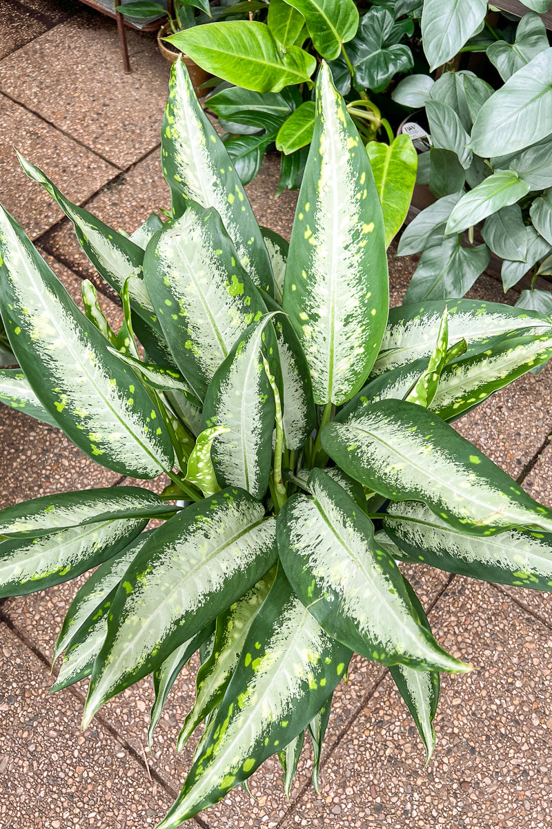 Dieffenbachia, Panther 10"