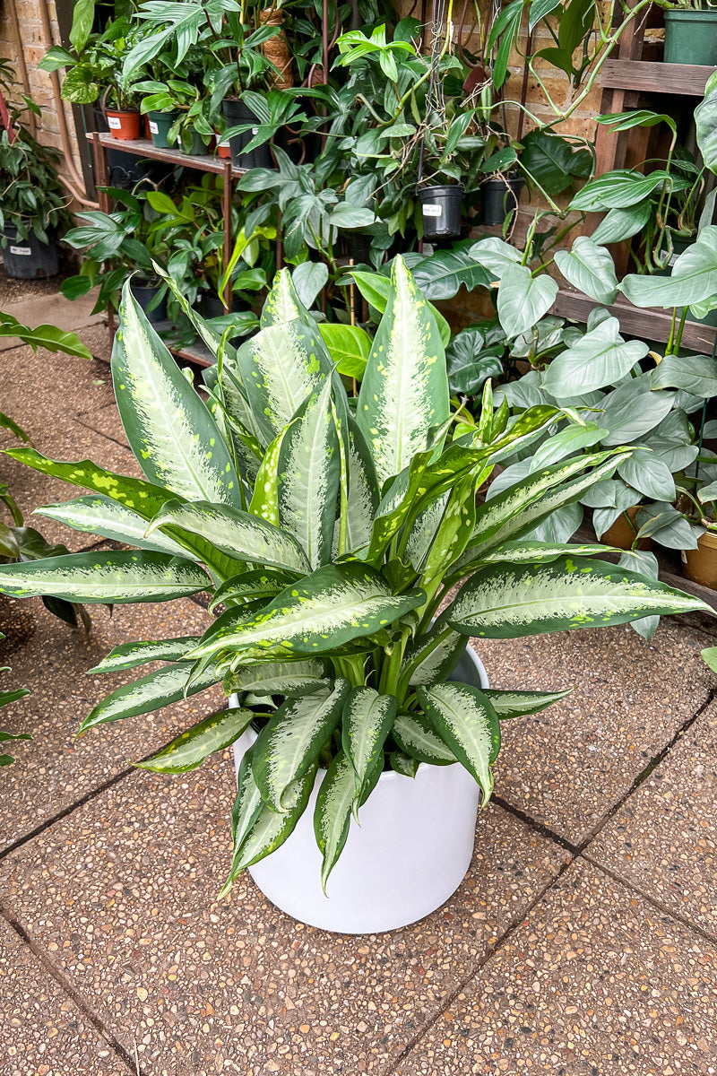 Dieffenbachia, Panther 8"