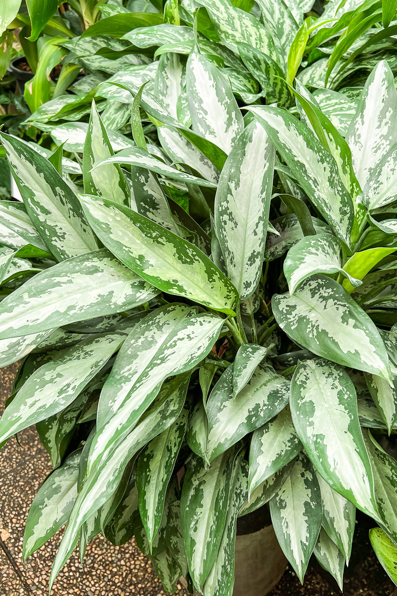 Chinese Evergreen, Jubilee 14"