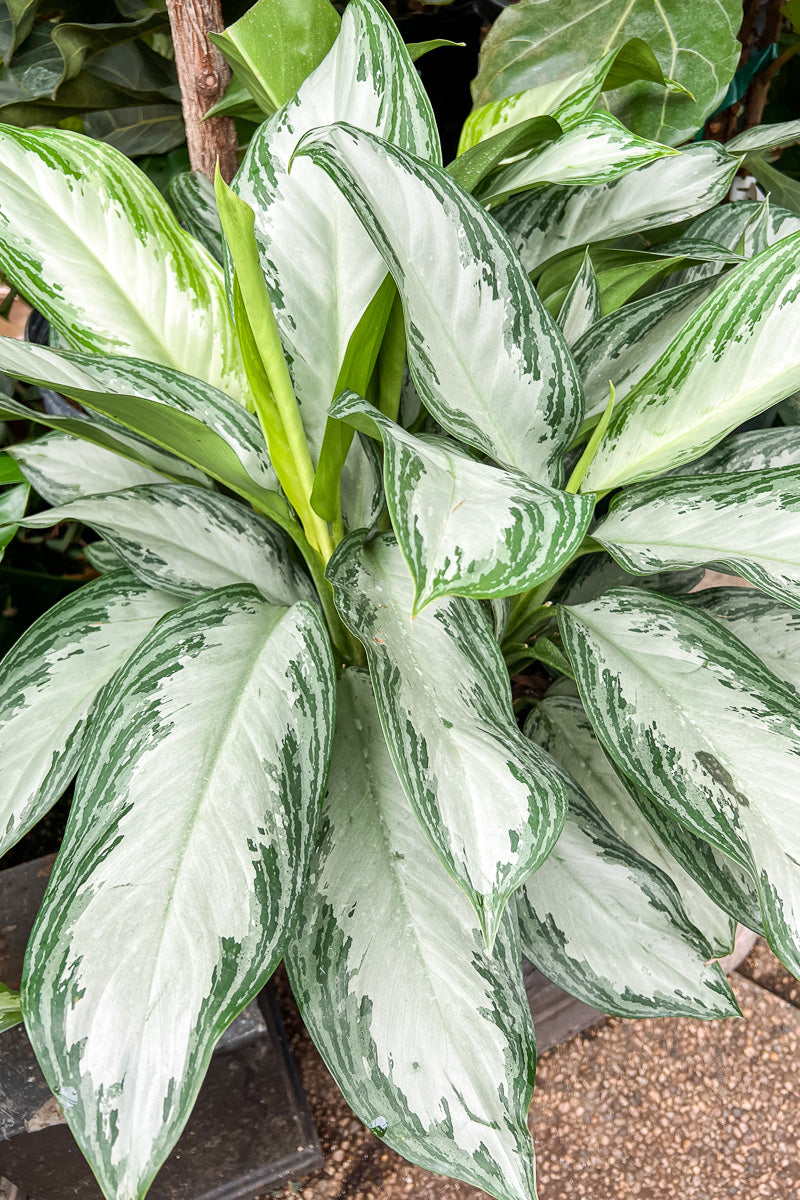 Chinese Evergreen, Emerald Bay 10"