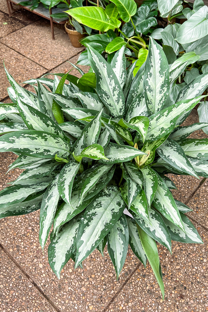 Chinese Evergreen, Jubilee 10"