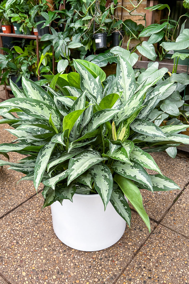 Chinese Evergreen, Jubilee 10"