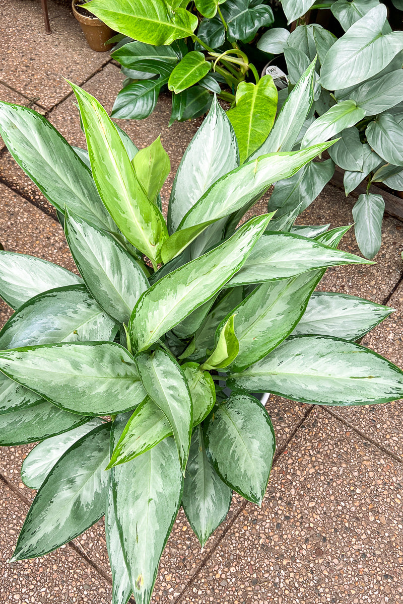 Chinese Evergreen, Silverado 10"