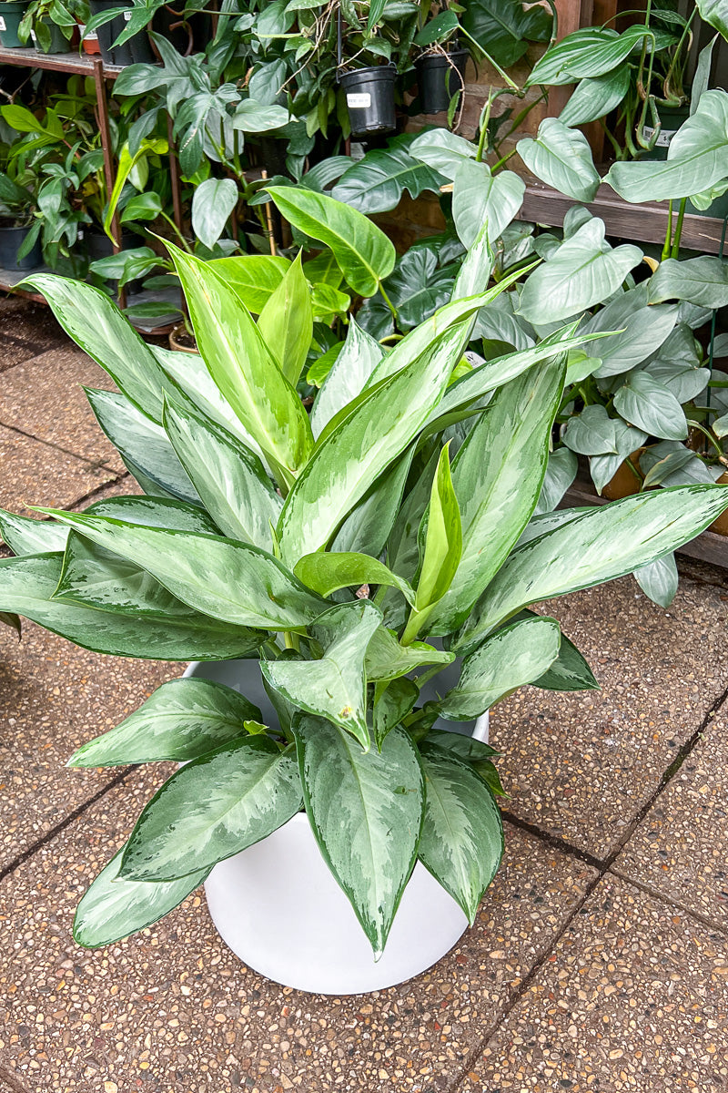 Chinese Evergreen, Silverado 10"